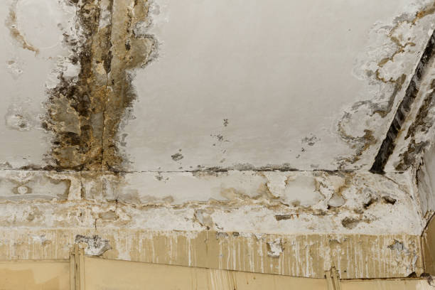 Trusted Jefferson City, MO Mold Removal Experts